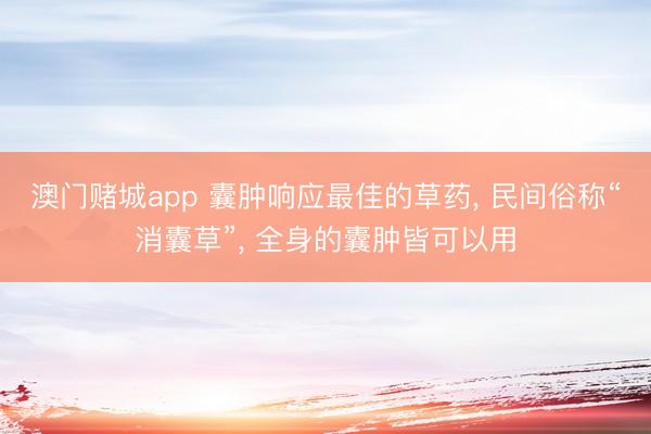 澳门赌城app 囊肿响应最佳的草药， 民间俗称“消囊草”， 全身的囊肿皆可以用